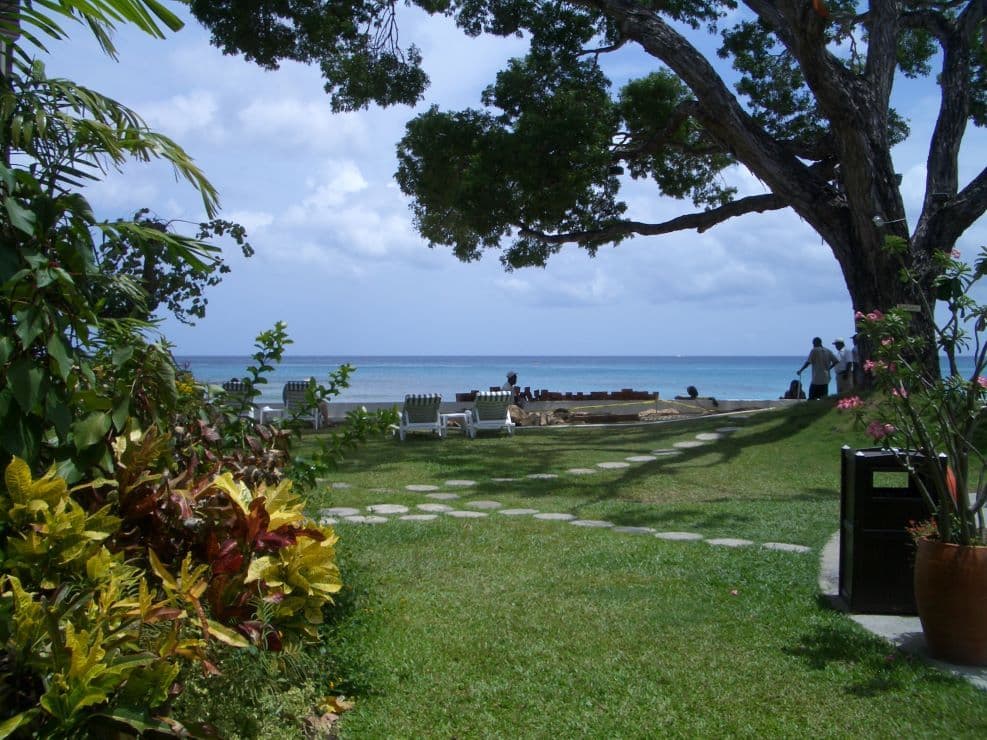 A garden lawn under a large tree, looking out to a blue sea