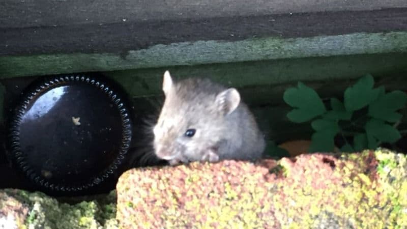 A small mouse peering out from a gap beside a stone ledge